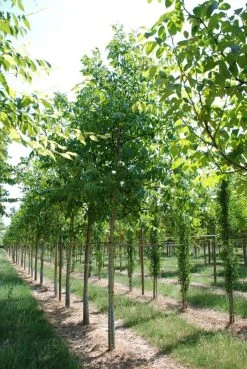 Grote Walnoot (Juglans Regia) 12 Grote Walnoot (Juglans Regia) -Groene Wereld juglans regia s 20 25 1