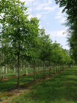 Grote Walnoot (Juglans Regia) 14 Grote Walnoot (Juglans Regia) -Groene Wereld juglans regia s 30 35 1