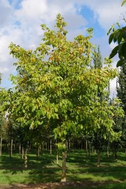 Grote Walnoot (Juglans Regia) 15 Grote Walnoot (Juglans Regia) -Groene Wereld juglans regia s 35 40 1