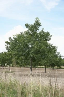 Walnoot (Juglans Regia 'Broadview')