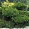 Jeneverbes (Juniperus Media 'Mint Julep') 2 Jeneverbes (Juniperus Media 'Mint Julep') -Groene Wereld jummjule 7