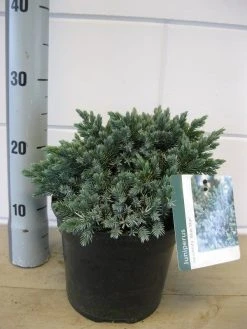 Jeneverbes (Juniperus Squamata 'Blue Star') -Groene Wereld juniperus blue star c3 november