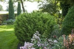 Jeneverbes (Juniperus Chinensis 'Blaauw') 5 Jeneverbes (Juniperus Chinensis 'Blaauw') -Groene Wereld juniperus chinensis blaauw