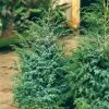 Jeneverbes (Juniperus Chinensis 'Blue Alps') -Groene Wereld juniperus chinensis blue alps