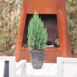 Jeneverbes (Juniperus Chinensis 'Stricta') -Groene Wereld juniperus chinensis stricta