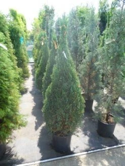 Jeneverbes (Juniperus Chinensis 'Stricta') -Groene Wereld juniperus chinensis stricta 100 125 150
