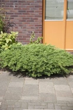 Kustjeneverbes (Juniperus Conferta 'Schlager' (Blue Pacific)) -Groene Wereld juniperus conferta schlager