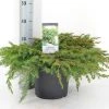 Kustjeneverbes (Juniperus Conferta 'Schlager' (Blue Pacific)) -Groene Wereld juniperus conferta schlager c5 m