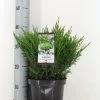 Jeneverbes (Juniperus Horizontalis 'Andorra Compact') -Groene Wereld juniperus hor. andorra compact zomer c3 m