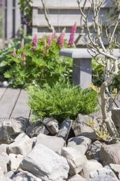 Jeneverbes (Juniperus Horizontalis 'Andorra Compact') 7 Jeneverbes (Juniperus Horizontalis 'Andorra Compact') -Groene Wereld juniperus horizontalis andorra compact