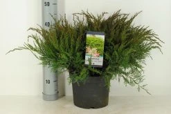 Jeneverbes (Juniperus Media 'Mint Julep') -Groene Wereld juniperus pfit. mint julep winter c5 m 1