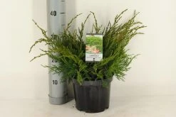 Jeneverbes (Juniperus Media 'Mint Julep') -Groene Wereld juniperus pfitzeriana mint julep c3 m 1
