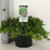 Jeneverbes (Juniperus Procumbens 'Nana') 2 Jeneverbes (Juniperus Procumbens 'Nana') -Groene Wereld juniperus procumbens nana c3 m