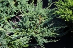Sevenboom (Juniperus Sabina 'Tamariscifolia') -Groene Wereld juniperus sabina tamariscifolia