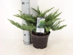 Sevenboom (Juniperus Sabina 'Tamariscifolia') 8 Sevenboom (Juniperus Sabina 'Tamariscifolia') -Groene Wereld juniperus sabina tamariscifolia zomer c3 m 1