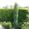 Jeneverbes (Juniperus Scopulorum 'Skyrocket') -Groene Wereld juniperus scopulorum skyrocket
