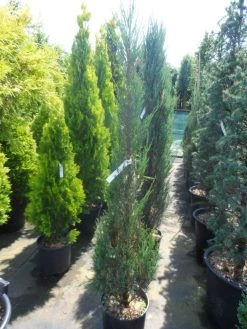 Jeneverbes (Juniperus Scopulorum 'Skyrocket') 14 Jeneverbes (Juniperus Scopulorum 'Skyrocket') -Groene Wereld juniperus scopulorum skyrocket 125 150