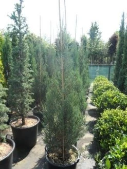 Jeneverbes (Juniperus Scopulorum 'Skyrocket') -Groene Wereld juniperus scopulorum skyrocket 150 175 1