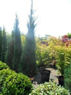 Jeneverbes (Juniperus Scopulorum 'Skyrocket') 16 Jeneverbes (Juniperus Scopulorum 'Skyrocket') -Groene Wereld juniperus scopulorum skyrocket 250 300