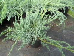 Jeneverbes (Juniperus Squamata 'Blue Carpet') -Groene Wereld juniperus squamata blue carpet 1 1
