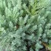 Jeneverbes (Juniperus Squamata 'Blue Carpet') -Groene Wereld juniperus squamata blue carpet 2 1