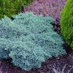 Jeneverbes (Juniperus Squamata 'Blue Star') -Groene Wereld juniperus squamata blue star