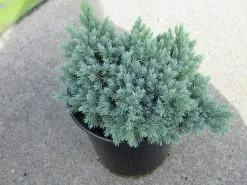 Jeneverbes (Juniperus Squamata 'Blue Star') -Groene Wereld juniperus squamata blue star 1