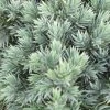 Jeneverbes (Juniperus Squamata 'Blue Star') -Groene Wereld juniperus squamata blue star 2