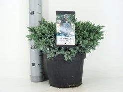 Jeneverbes (Juniperus Squamata 'Blue Star') -Groene Wereld juniperus squamata blue star c5 m