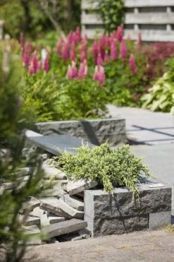 Jeneverbes (Juniperus Squamata 'Holger') -Groene Wereld juniperus squamata holger