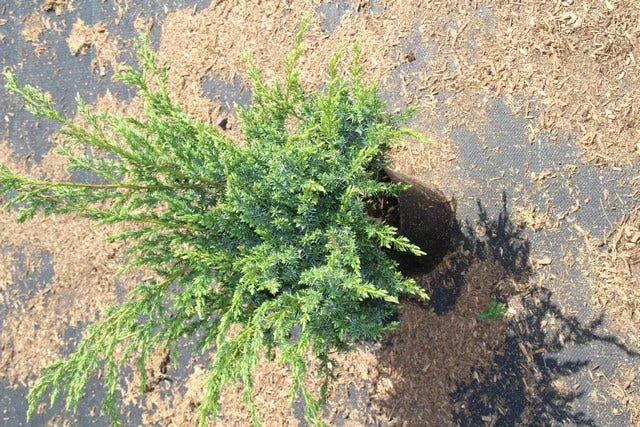 Jeneverbes (Juniperus Squamata 'Meyeri') 7 Jeneverbes (Juniperus Squamata 'Meyeri') - Afbeelding 5