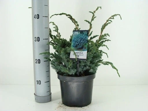 Jeneverbes (Juniperus Squamata 'Meyeri') 5 Jeneverbes (Juniperus Squamata 'Meyeri') - Afbeelding 3