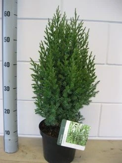Jeneverbes (Juniperus Chinensis 'Stricta') -Groene Wereld juniperus stricta c3 november