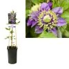 Bosrank (Clematis ‘Taiga’) -Groene Wereld k303.40855 clematis florida taiga pbr light s pot
