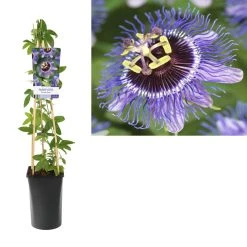 Passiebloem (Passiflora 'Purple Rain') -Groene Wereld k303.75905 passiflora purple rain light s pot