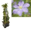 Hedera-Clematis Mix Haag (Prince Charles) 2 Hedera-Clematis Mix Haag (Prince Charles) -Groene Wereld k390.99122 clematis prince charles 1m privacy 3