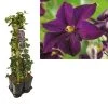 Hedera-Clematis Mix Haag (Romantika) -Groene Wereld k390.99123 clematis romantika 1m privacy 1