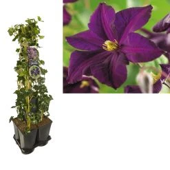 Hedera-Clematis Mix Haag (Romantika)