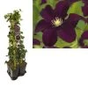 Hedera-Clematis Mix Haag (Warszawska Nike) -Groene Wereld k390.99124 clematis warszawska nike 1m privacy 2