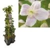 Hedera-Clematis Mix Haag (Mayleen) 1 Hedera-Clematis Mix Haag (Mayleen) -Groene Wereld k390.99128 clematis montana mayleen 1m privacy 2