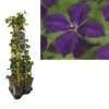 Hedera-Clematis Mix Haag (Polish Spirit) 2 Hedera-Clematis Mix Haag (Polish Spirit) -Groene Wereld k390.99132 clematis vit. polish spirit 1m privacy 3