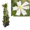 Hedera-Clematis Mix Haag (Paul Farges) -Groene Wereld k390.99133 clematis paul farges 1m privacy 2