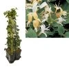 Hedera-Kamperfoelie Mix Haag (Hall's Prolific) -Groene Wereld k390.99134 lonicera j. hall s prolific 1m privacy 2