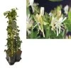 Hedera-Kamperfoelie Mix Haag (Belgica Select) -Groene Wereld k390.99136 lonicera per. belgica select 1m privacy 1