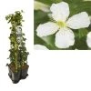 Hedera-Clematis Mix Haag (grandiflora) -Groene Wereld k390.99141 clematis montana grandiflora 1m privacy 1 3