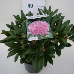 Dwergrhododendron (Rhododendron 'Kalinka') -Groene Wereld kalinka c4 zij 1