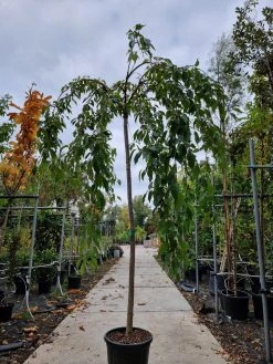 Japanse Treursierkers (Prunus Serrulata 'Kiku-shidare') 7 Japanse Treursierkers (Prunus Serrulata 'Kiku-shidare') -Groene Wereld kiku shidare