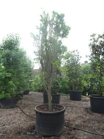 Zeepboom (Koelreuteria Paniculata 'Fastigiata') 4 Zeepboom (Koelreuteria Paniculata 'Fastigiata') - Afbeelding 2