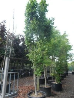 Zeepboom (Koelreuteria Paniculata 'Fastigiata') 7 Zeepboom (Koelreuteria Paniculata 'Fastigiata') -Groene Wereld koelreuteria paniculata fastigiata 350 400 c160