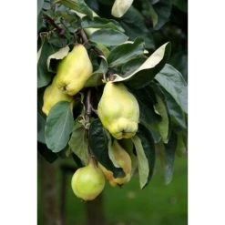 Kweepeer (Cydonia Oblonga 'Rea's Mammoth')